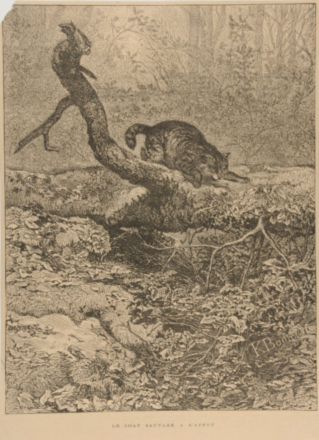 Le Chat sauvage à l’affut