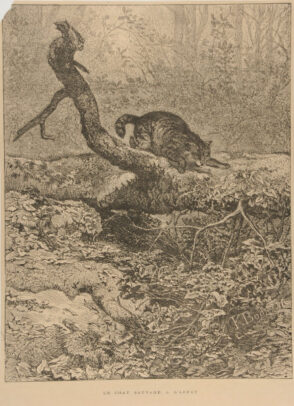 Le Chat sauvage à l’affut