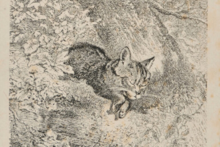SLEEPING CAT