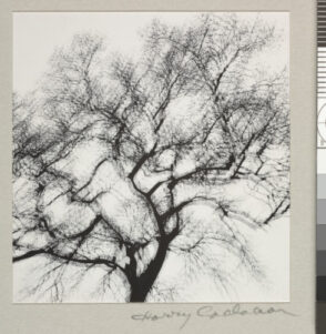 Multiple Exposure Tree, Chicago