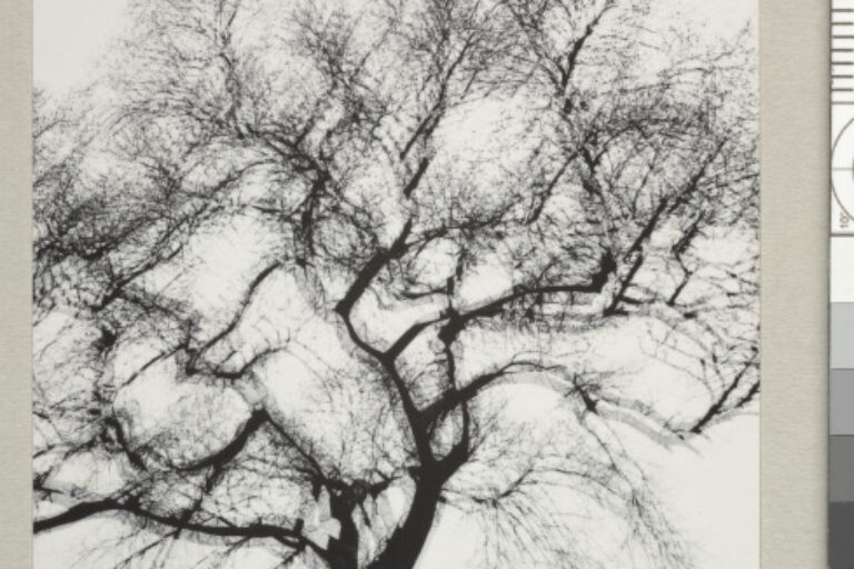 MULTIPLE EXPOSURE TREE, CHICAGO