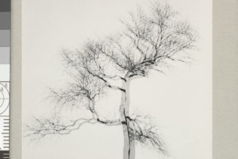 MULTIPLE EXPOSURE TREE, CHICAGO