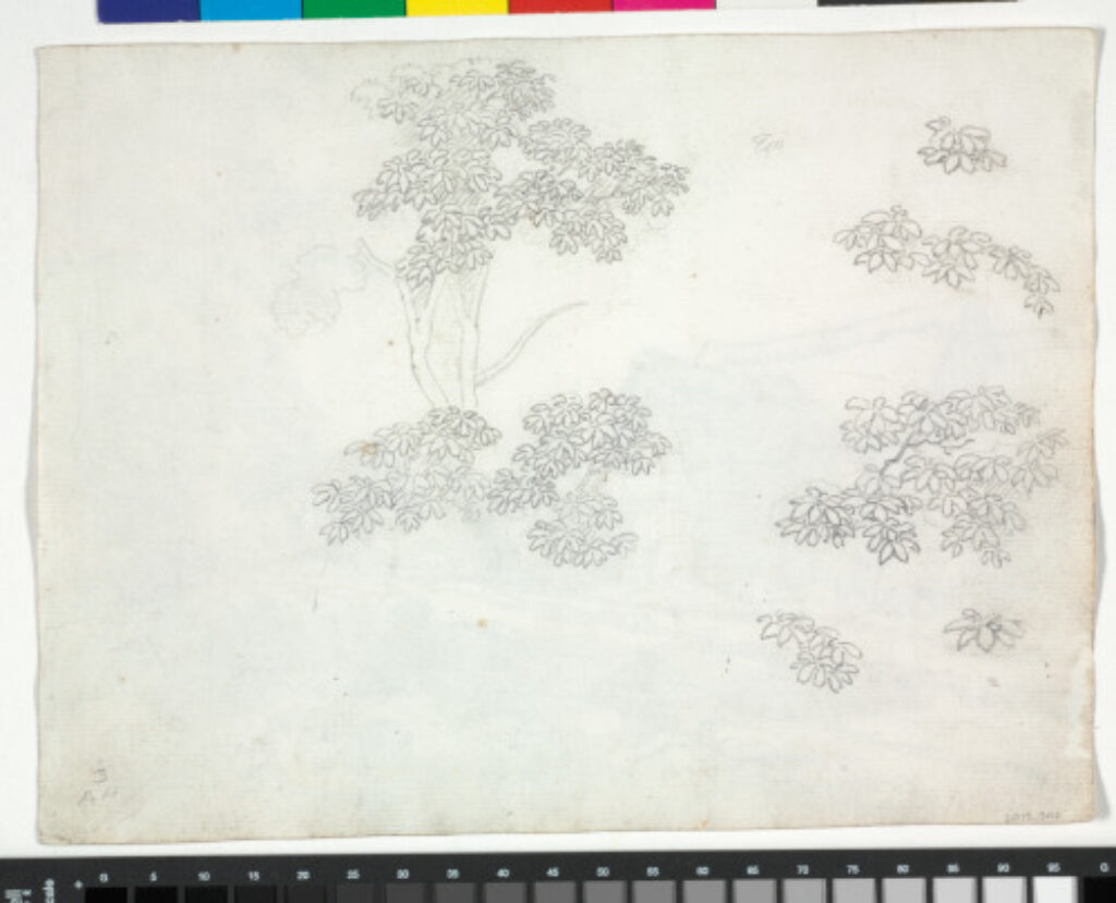 Hampstead (recto); Foliage (verso) - Image 3