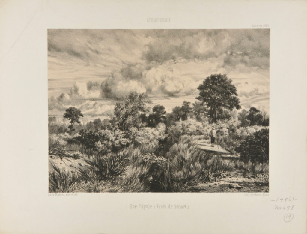 Une Rigole (Forêt de Sénart)