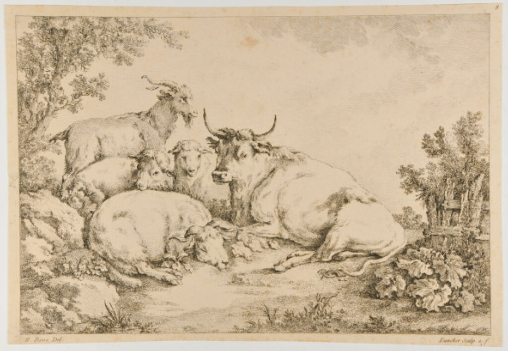 Group of goats and a cow