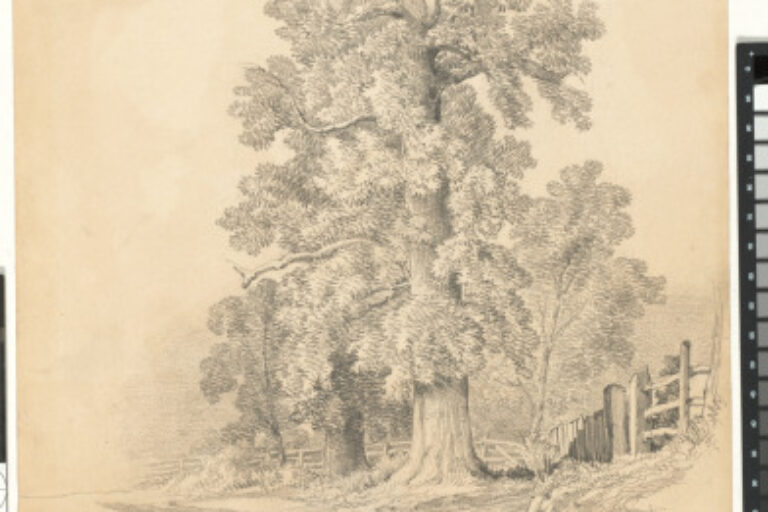 TULIP TREES OVER THE SEVERN RIVER
