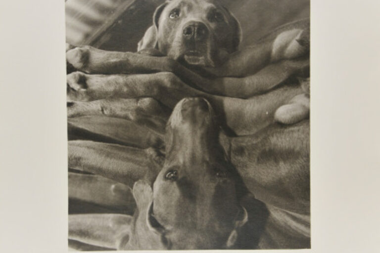 DOG CABIN