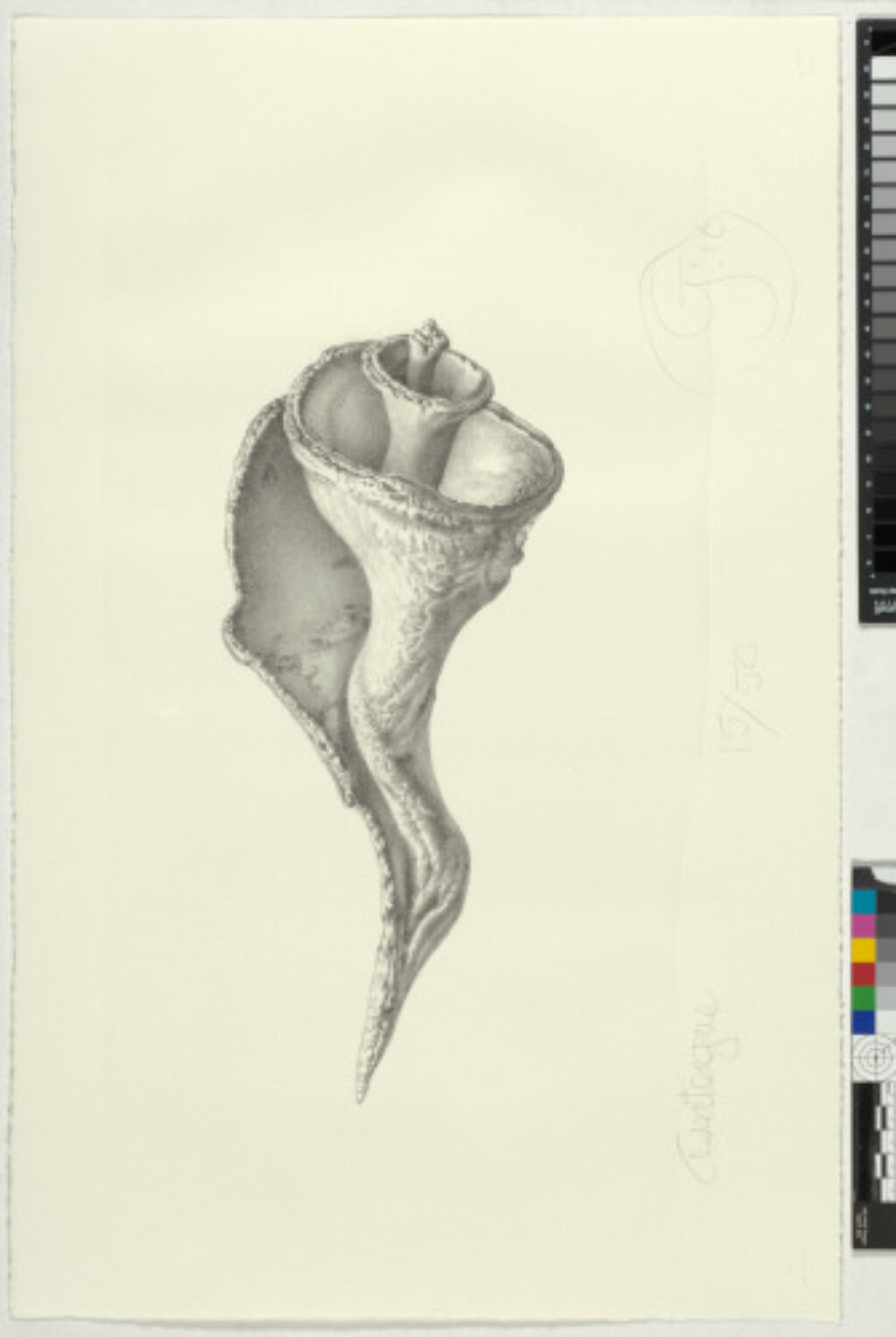 Assateague - Image 1