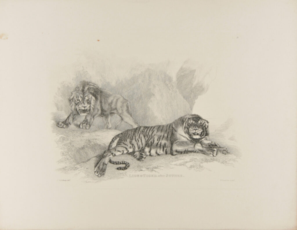 Lion & Tiger after Stubbs