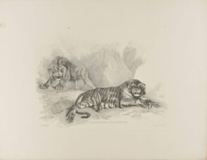 Lion & Tiger after Stubbs