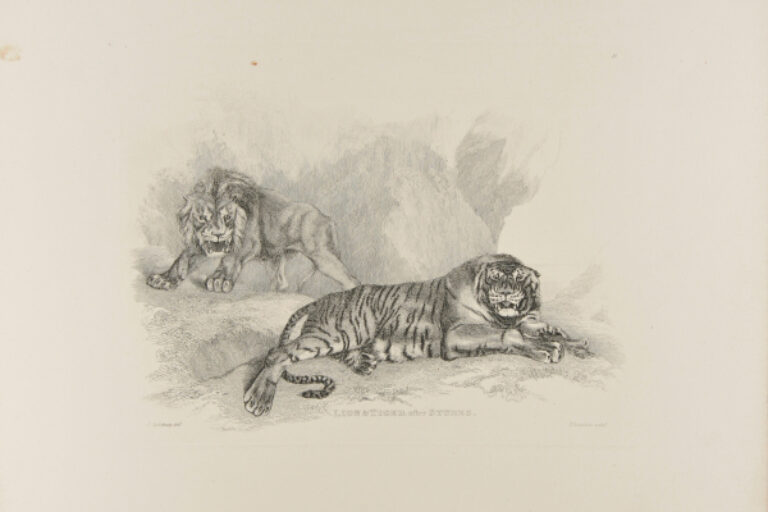 LION AND TIGER