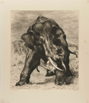 Elephant de l’Inde