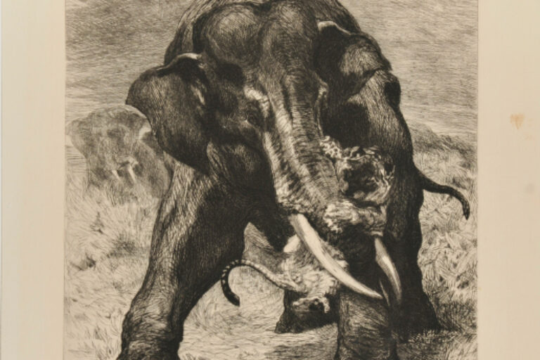 INDIAN ELEPHANT
