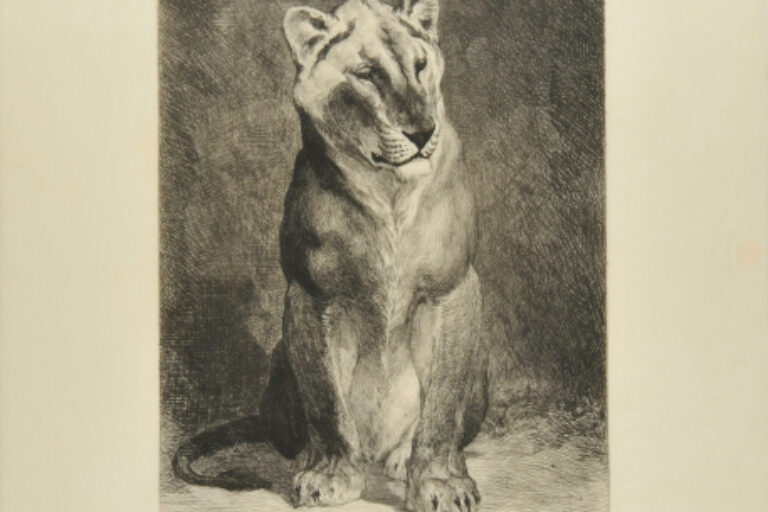 SENEGALESE LIONESS