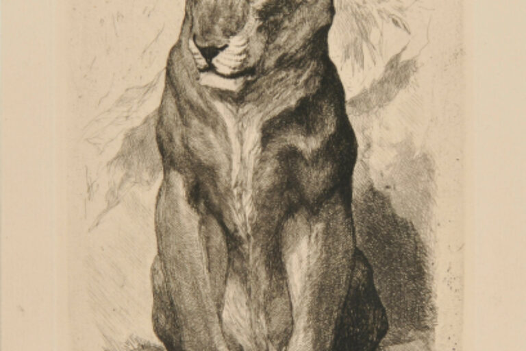 SENEGALESE LIONESS