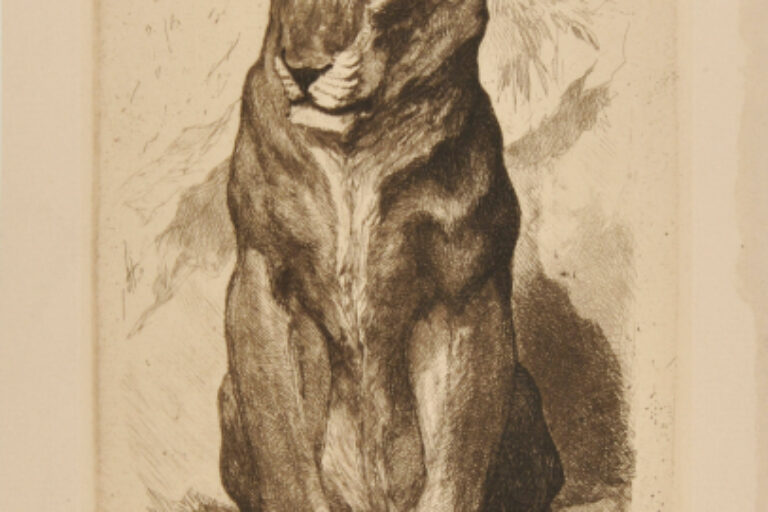 SENEGALESE LIONESS