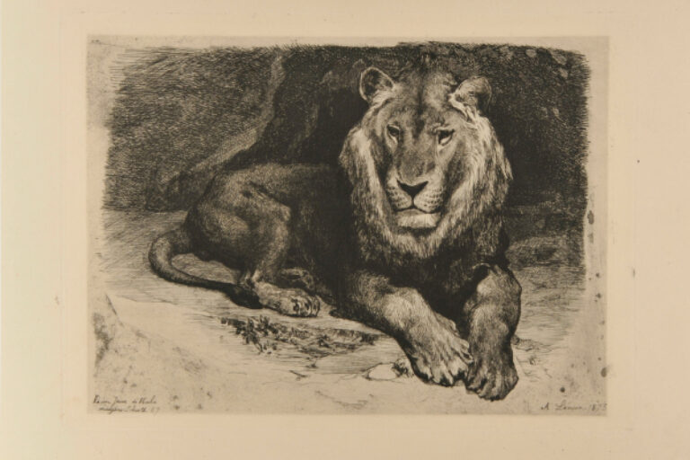 YOUNG NUBIAN LION