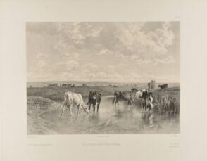 Paturage en Normandie