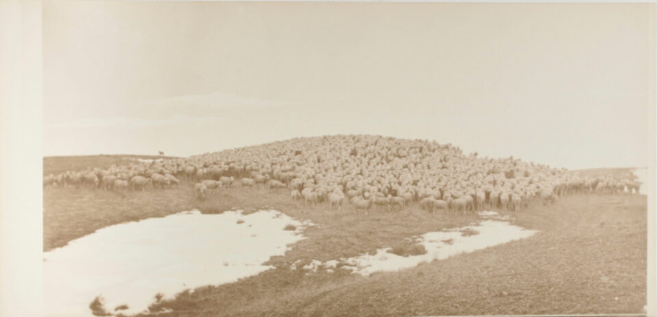 Francis Bernard Shields