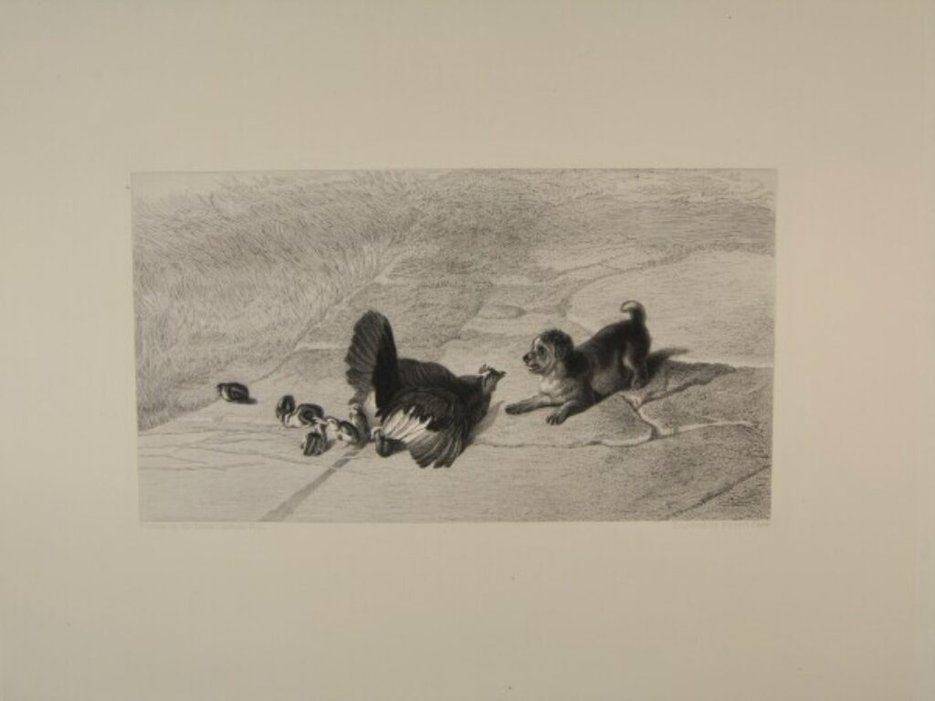 Hen Defending Her Chicks - Image 2