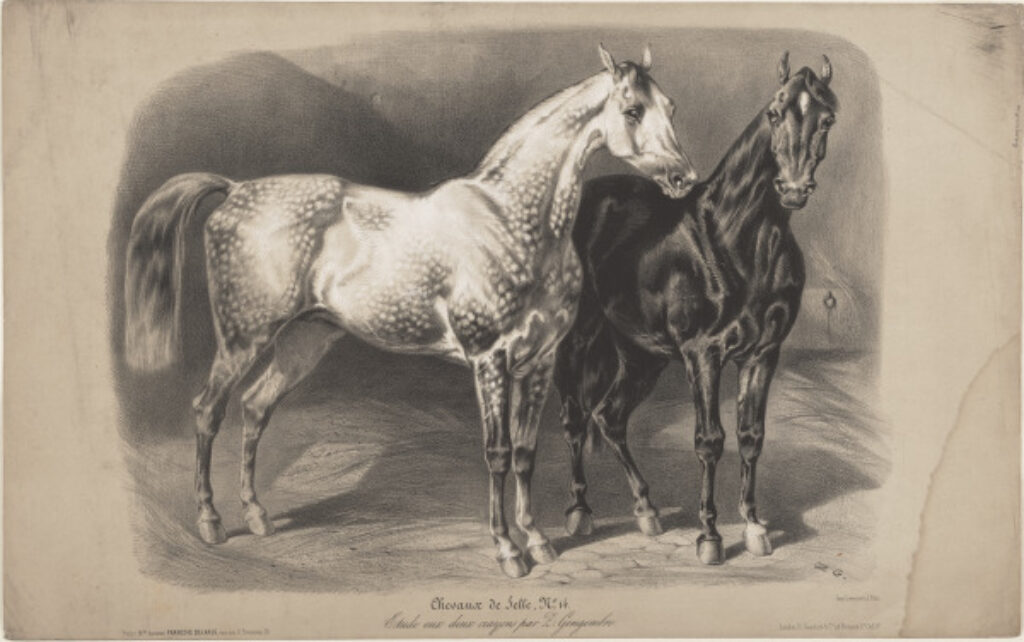 Chevaux de Selle, No. 14