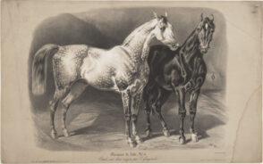 Chevaux de Selle, No. 14