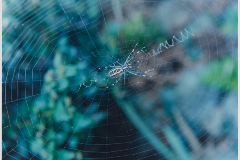 UNTITLED (SPIDERWEB)
